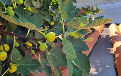 Carica